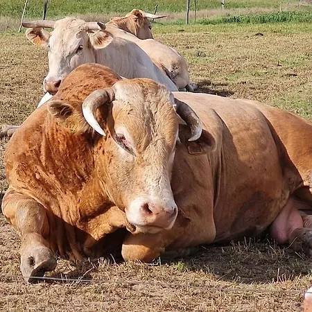 Magnifique Avec Piscine Et ヴィラ
