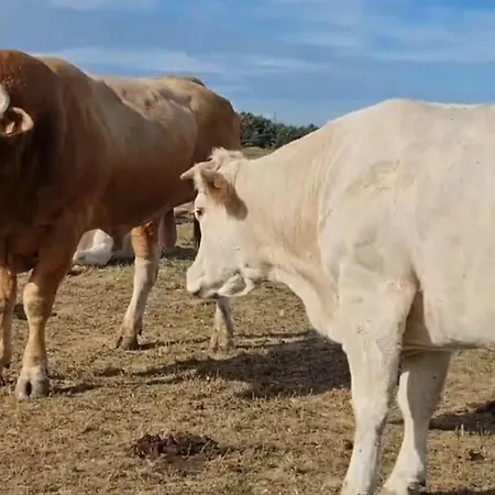 Magnifique Avec Piscine Et ヴィラ Merville