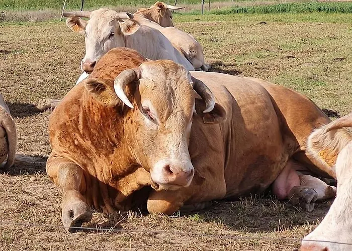 Magnifique Avec Piscine Et Βίλα