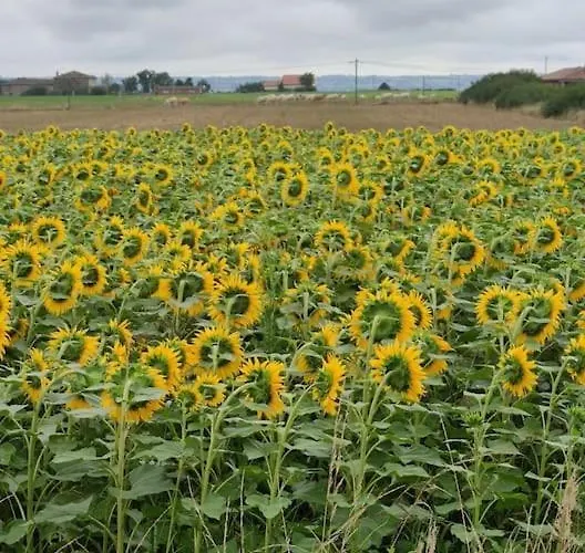 Magnifique Avec Piscine Et Βίλα Merville (Haute-Garonne)