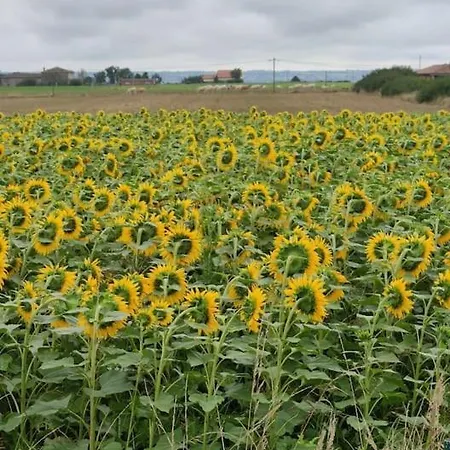 Magnifique Avec Piscine Et Villa Merville (Haute-Garonne)